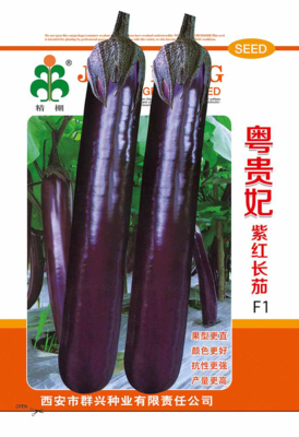 粤贵妃紫红长茄